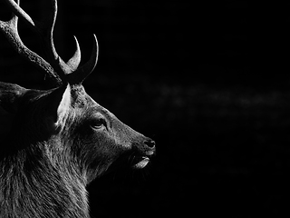 Image showing Deer (Capreolus capreolus) in autumn