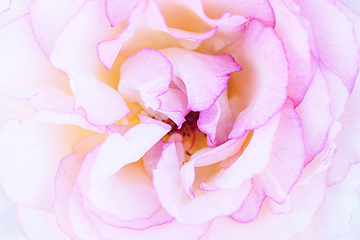 Image showing Rose macro in white and pink