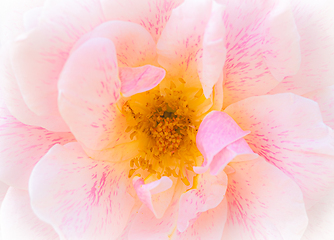 Image showing Rose macro in white and pink