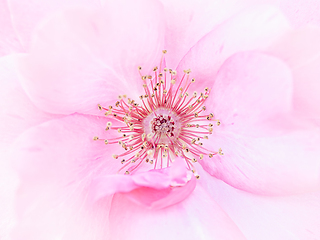 Image showing Rose macro in white and pink