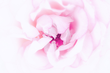 Image showing Rose macro in white and pink