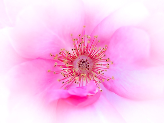 Image showing Rose macro in white and pink