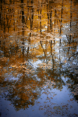 Image showing Quiet lake in the forest