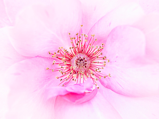 Image showing Rose macro in white and pink