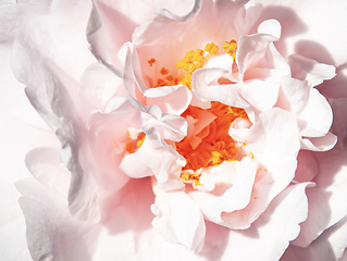 Image showing Rose macro in white and pink