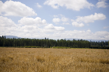 Image showing U Pick Berry Farm