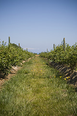 Image showing U Pick Berry Farm