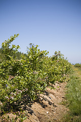 Image showing U Pick Berry Farm