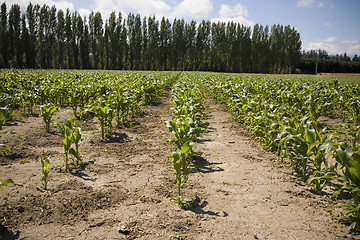 Image showing Rows of Corn