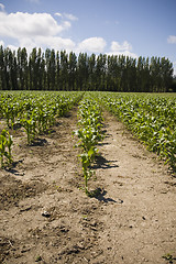 Image showing Rows of Corn