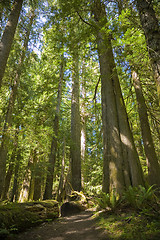 Image showing Olympic National Park