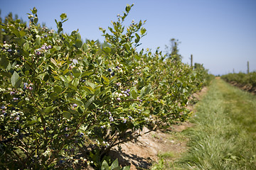 Image showing Blueberries