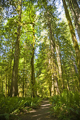 Image showing Olympic National Park