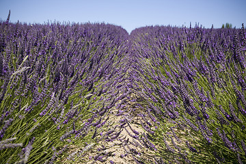 Image showing Lavender Farm