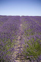 Image showing Lavender Farm