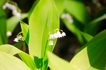Image showing Lily of the valley, Convallaria majalis