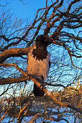 Image showing Hooded Crow Perched on Tree on a Winter Morning