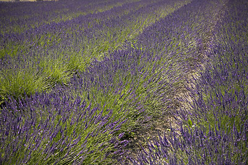 Image showing Lavender Farm