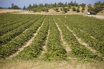 Image showing Strawberry Field