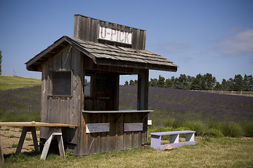 Image showing Lavender Farm