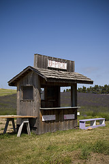 Image showing Lavender Farm