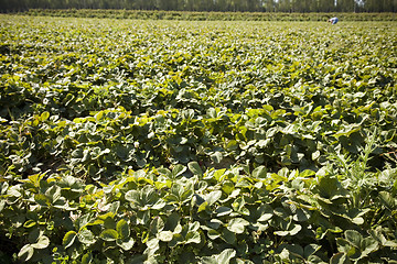 Image showing Strawberry Field