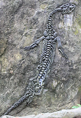 Image showing Fossil