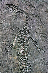 Image showing Fossil