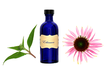 Image showing Echinacea Medicinal Tincture for Bronchitis Coughs and Colds