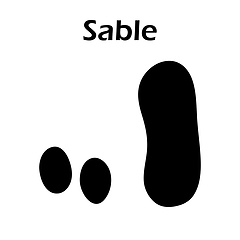 Image showing Sable Footprint