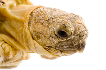 Image showing Geochelone Pardalis