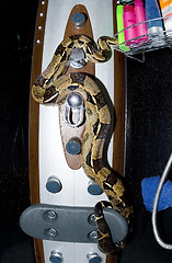Image showing Snake in Shower
