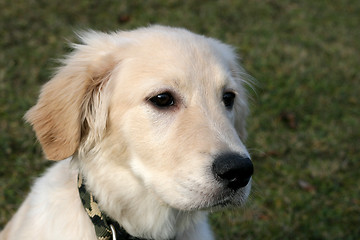 Image showing Golden Retriever Puppy