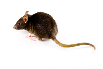 Image showing Brown Rat