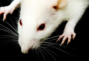 Image showing White Rat