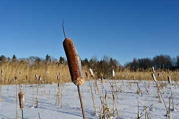 Image showing  icy cattail on the lake