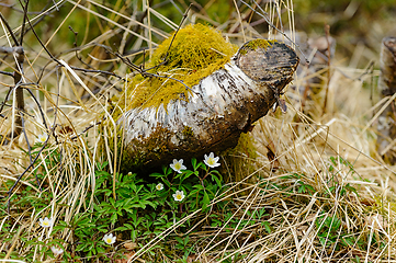 Image showing Natures harmony: moss adorning wood