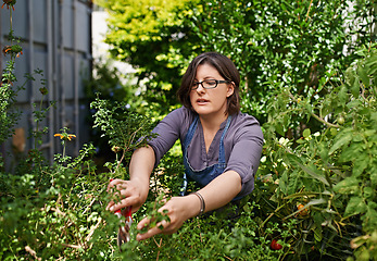 Image showing Gardening, growth and scissors for pruning with woman outdoor on farm for agriculture or sustainability. Nature, green garden and bush with mature person in backyard or greenhouse for landscaping