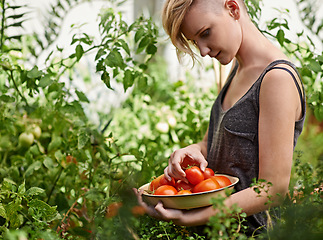 Image showing Agriculture, farm and woman with tomatoes in garden for growth, health or summer sustainability. Food, nature and spring with confident young person farming or picking vegetables in greenhouse