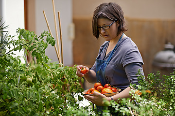 Image showing Agriculture, food and woman with tomatoes in garden for growth, health or summer sustainability. Farm, nature and spring with confident mature person farming or picking vegetables in greenhouse
