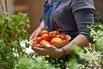 Image showing Hand, garden and bowl with tomato for farming, picking and production of food in greenhouse. Vegetable, harvest and person working with agriculture for organic, nutrition and sustainability in China