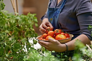 Image showing Tomato, picking and farm worker with vegetables for nutrition, growth and food production in China. Organic, agriculture and person with harvest for eco friendly, diet and sustainable business