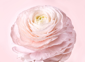 Image showing beautiful pink flower