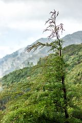 Image showing beautiful Madeira landscape