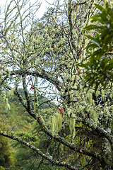 Image showing Madeira nature closeup