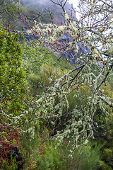 Image showing Madeira nature closeup