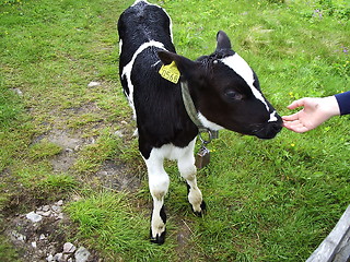 Image showing Cow