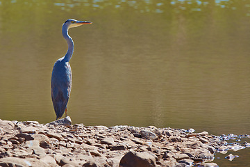 Image showing Outdoor, habitat and bird with lake, sunshine and natural with fresh air and environment. Animal, avian and nature with water and countryside with landscape and peace with spring, forest and wetland