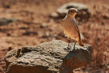 Image showing Outdoor, habitat and bird with desert, summer and natural with fresh air and environment. Animal, avian and nature with Sahara and countryside with landscape and peace with spring, sand and dry