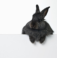 Image showing Rabbit, studio and mockup space for advertising information for market sales or promotion, poster and placard for design. Bunny, billboard and announcement with pet for easter holiday or Sunday